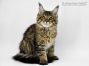 Evi of Maine Coon Castle 15 Wochen alt, 2490g