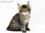 Evi of Maine Coon Castle 7 Wochen alt, 1021g