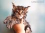 Evi of Maine Coon Castle 5 Wochen alt, 658g