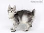 Franja of Maine Coon Castle 12 Wochen alt, 1910g