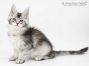 Franja of Maine Coon Castle 11 Wochen alt, 1730g