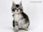 Franja of Maine Coon Castle 7 Wochen alt, 1125g
