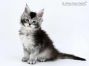 Franja of Maine Coon Castle 6 Wochen alt, 855g