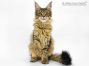 Gina of Maine Coon Castle 18 Wochen alt, 2460g