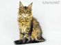 Gina of Maine Coon Castle 15 Wochen alt, 2010g