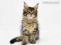 Gina of Maine Coon Castle 11 Wochen alt, 1210g