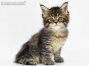 Gina of Maine Coon Castle 6 Wochen alt, 620g