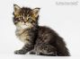 Gina of Maine Coon Castle 5 Wochen alt, 483g