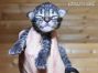 Gina of Maine Coon Castle 1 Woche alt, 193g