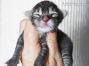 Gina of Maine Coon Castle 1 Tag alt