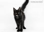 Gordie of Maine Coon Castle 16 Wochen alt, 2455g