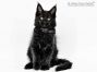 Gordie of Maine Coon Castle 11 Wochen alt, 1550g