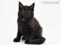 Gordie of Maine Coon Castle 9 Wochen alt, 1273g
