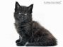 Gordie of Maine Coon Castle 6 Wochen alt, 805g