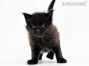 Gordie of Maine Coon Castle 5 Wochen alt, 637g