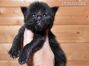Gordie of Maine Coon Castle 2 Wochen alt, 337g