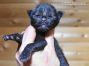 Gordie of Maine Coon Castle 1 Woche alt, 221g