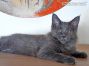 Greg of Maine Coon Castle 16 Wochen alt, 2430g