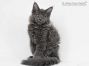 Greg of Maine Coon Castle 15 Wochen alt, 2285g
