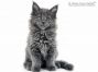 Greg of Maine Coon Castle 9 Wochen alt, 1319g