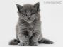 Greg of Maine Coon Castle 5 Wochen alt, 636g