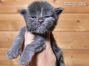 Greg of Maine Coon Castle 2 Wochen alt, 337g