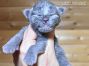 Greg of Maine Coon Castle 1 Woche alt, 212g