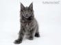 Haro of Maine Coon Castle 14 Wochen alt, 2285g