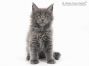 Haro of Maine Coon Castle 8 Wochen alt, 1155g