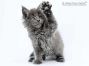 Haro of Maine Coon Castle 7 Wochen alt, 1015g