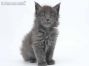 Haro of Maine Coon Castle 6 Wochen alt, 840g