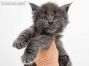 Haro of Maine Coon Castle 5 Wochen alt, 590g