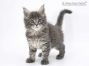 Heidi of Maine Coon Castle 8 Wochen alt, 1137g