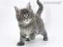 Heidi of Maine Coon Castle 7 Wochen alt, 972g