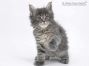 Heidi of Maine Coon Castle 6 Wochen alt, 733g