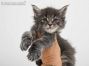 Heidi of Maine Coon Castle 5 Wochen alt, 549g