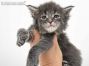 Heidi of Maine Coon Castle 4 Wochen alt, 534g