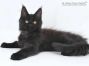 Hertha of Maine Coon Castle 14 Wochen alt, 1805g