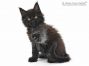 Hertha of Maine Coon Castle 8 Wochen alt, 1053g