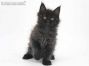 Hertha of Maine Coon Castle 7 Wochen alt, 938g