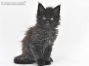 Hertha of Maine Coon Castle 6 Wochen alt, 770g