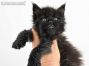 Hertha of Maine Coon Castle 5 Wochen alt, 586g