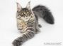 Hilde of Maine Coon Castle 8 Monate alt