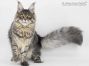 Hilde of Maine Coon Castle 8 Monate alt