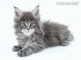 Hilde of Maine Coon Castle 7 Wochen alt, 885g