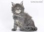 Hilde of Maine Coon Castle 6 Wochen alt, 833g