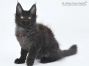 Hugo of Maine Coon Castle 14 Wochen alt, 2395g