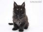 Hugo of Maine Coon Castle 8 Wochen alt, 1242g