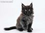 Hugo of Maine Coon Castle 7 Wochen alt, 1068g