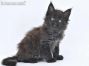 Hugo of Maine Coon Castle 6 Wochen alt, 845g